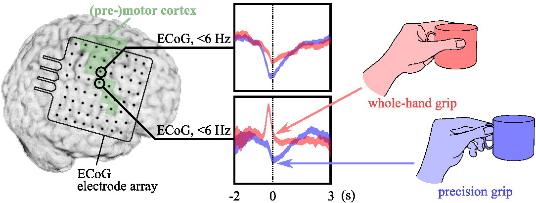 Pistohl et al. 2011 Graphical Abstract